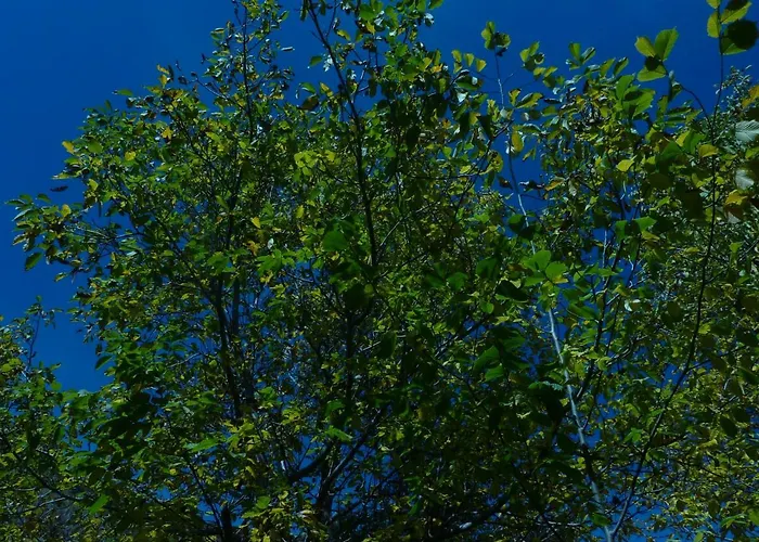 El Molino Lägenhet *